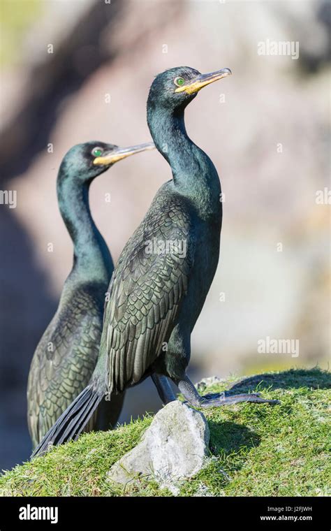 歐洲蜈蚣|European shag